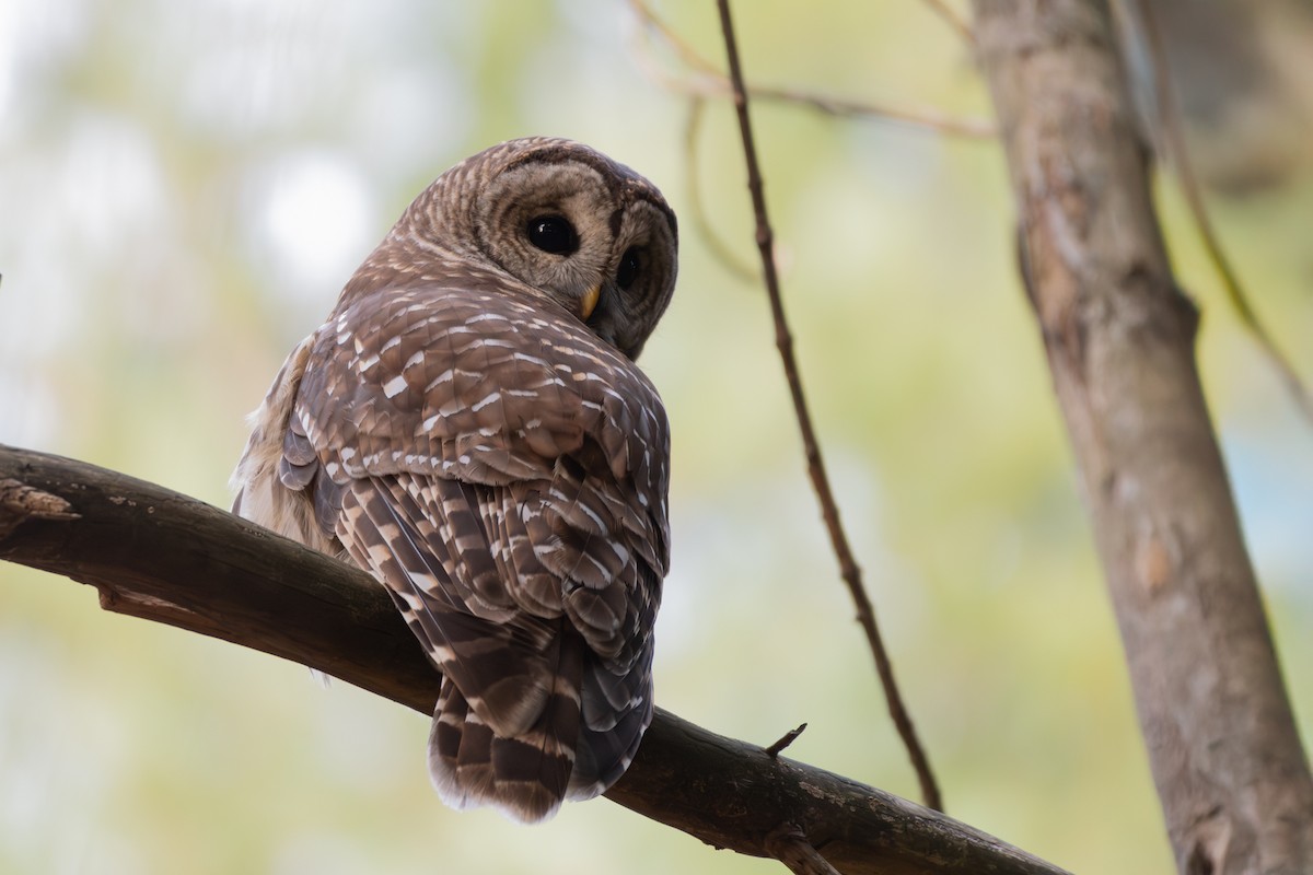 Barred Owl - ML645922459