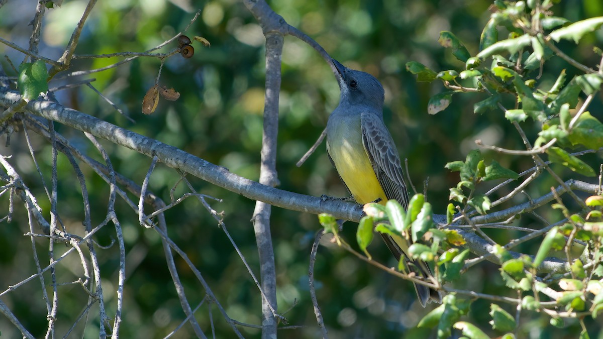 Cassin's Kingbird - ML645922461