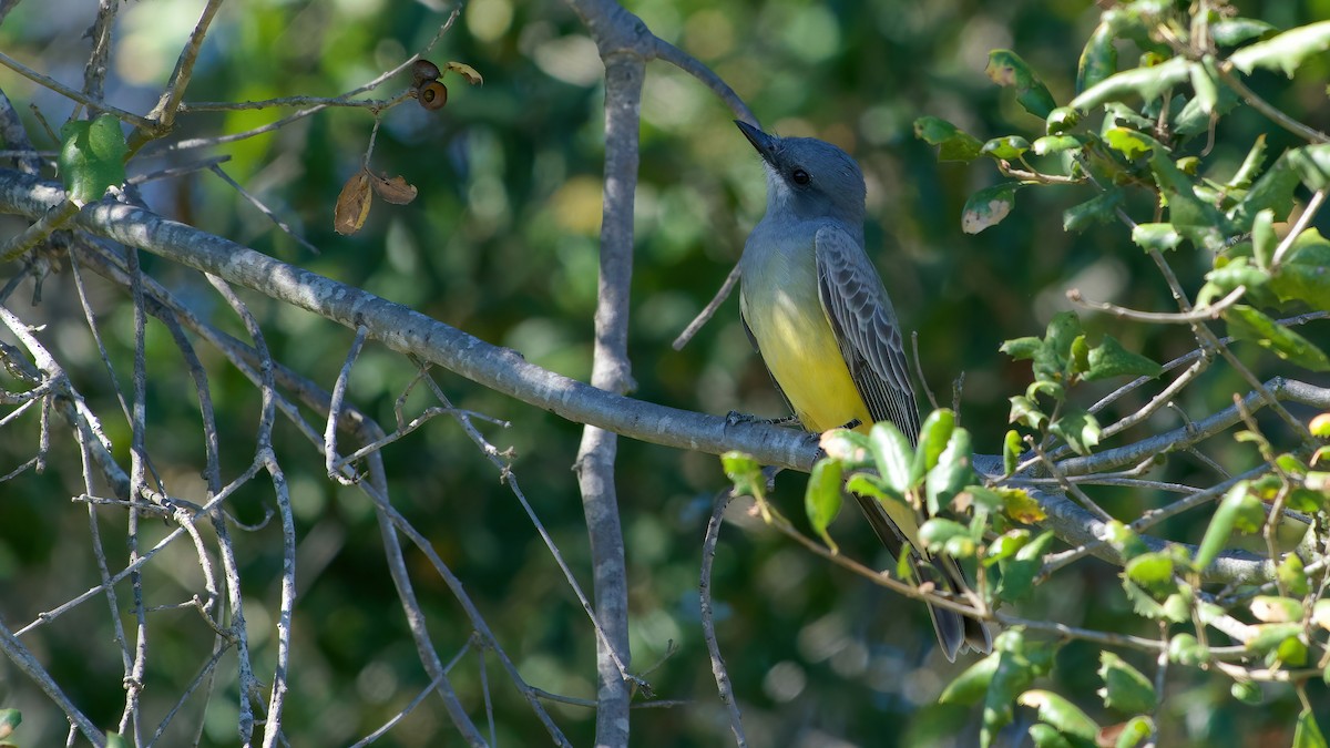 Cassin's Kingbird - ML645922462