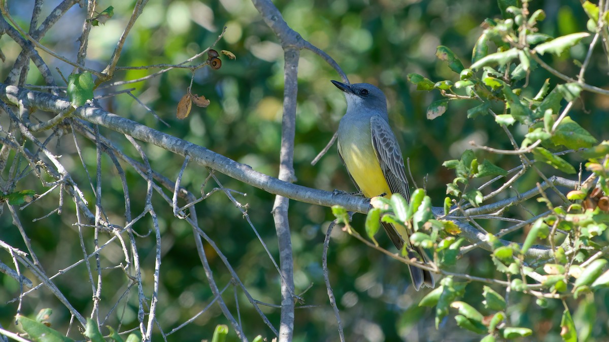 Cassin's Kingbird - ML645922463