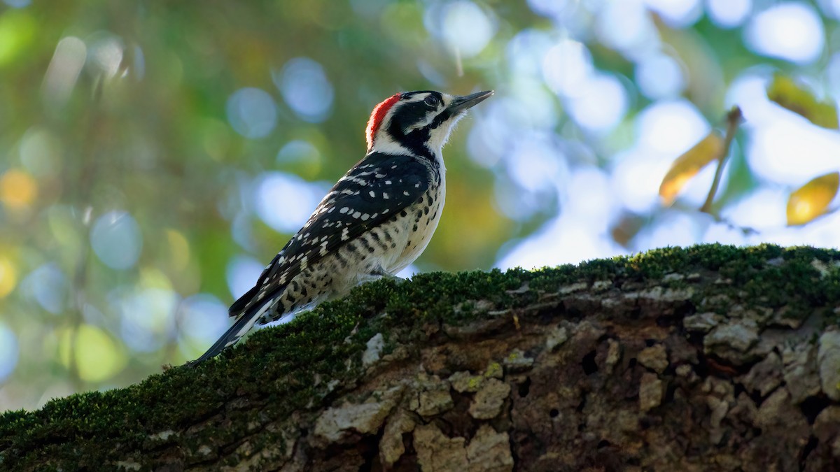 Nuttall's Woodpecker - ML645922473