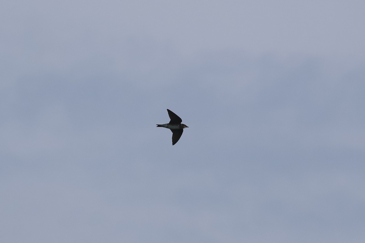 Purple Martin - ML645922476