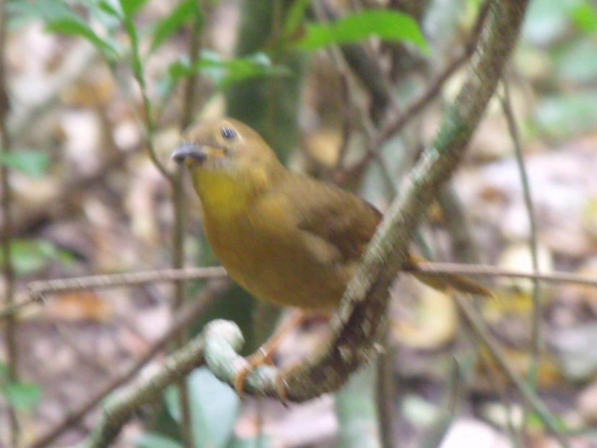 Red-throated Ant-Tanager - ML645922477