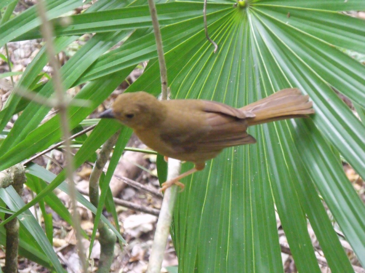 Red-throated Ant-Tanager - ML645922479