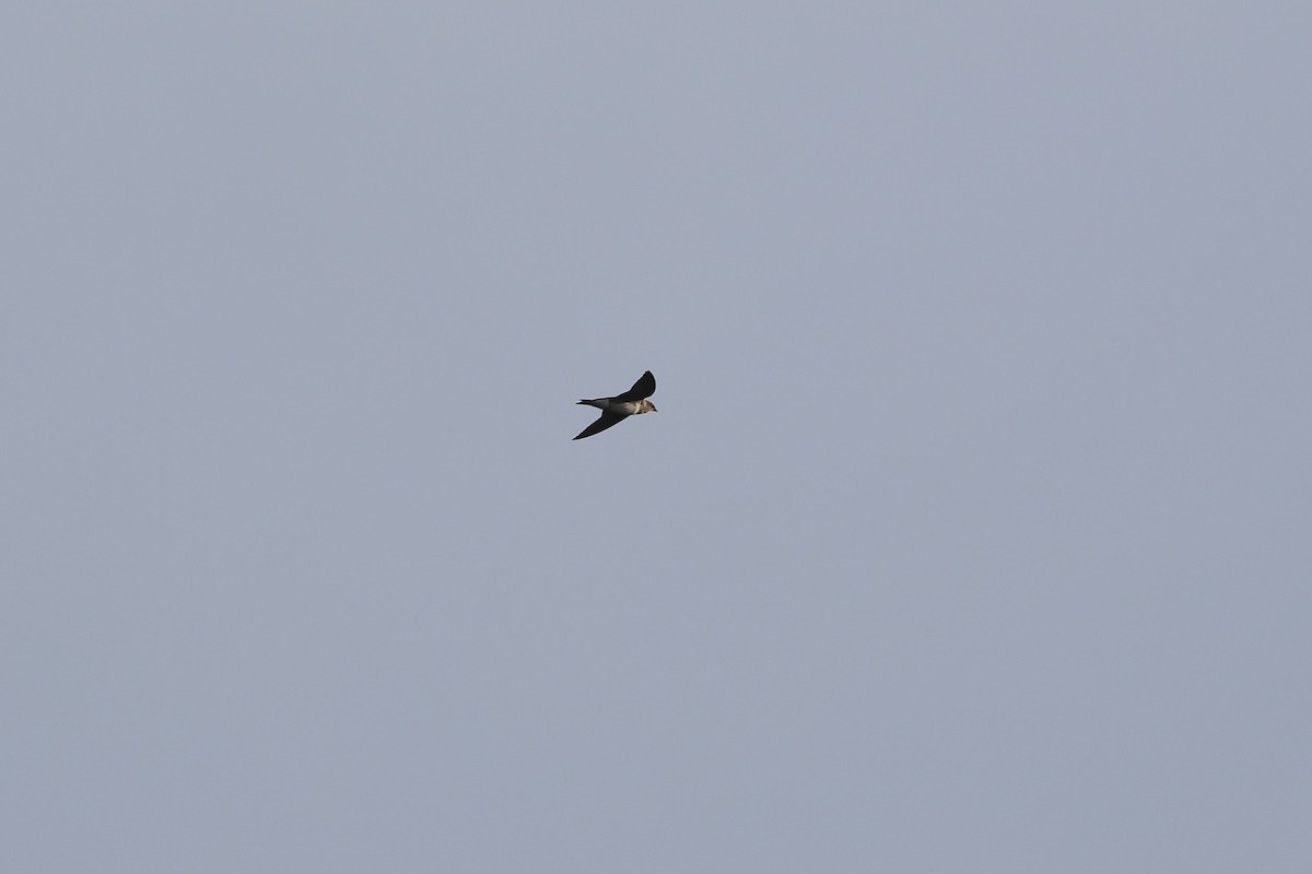 Purple Martin - ML645922480