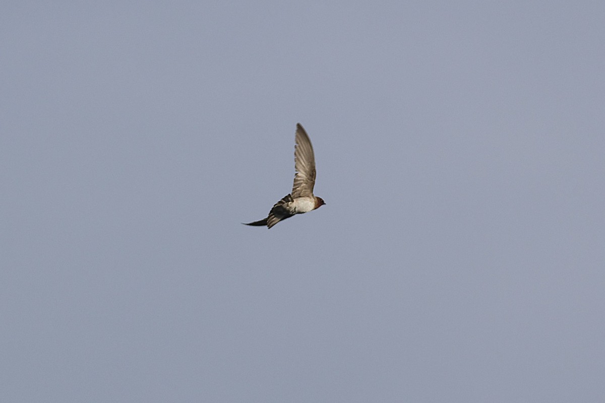 סנונית אמריקנית - ML645922482