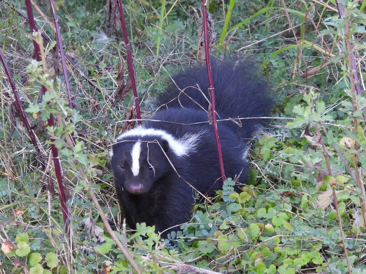 Eastern Striped Skunk - ML645922484