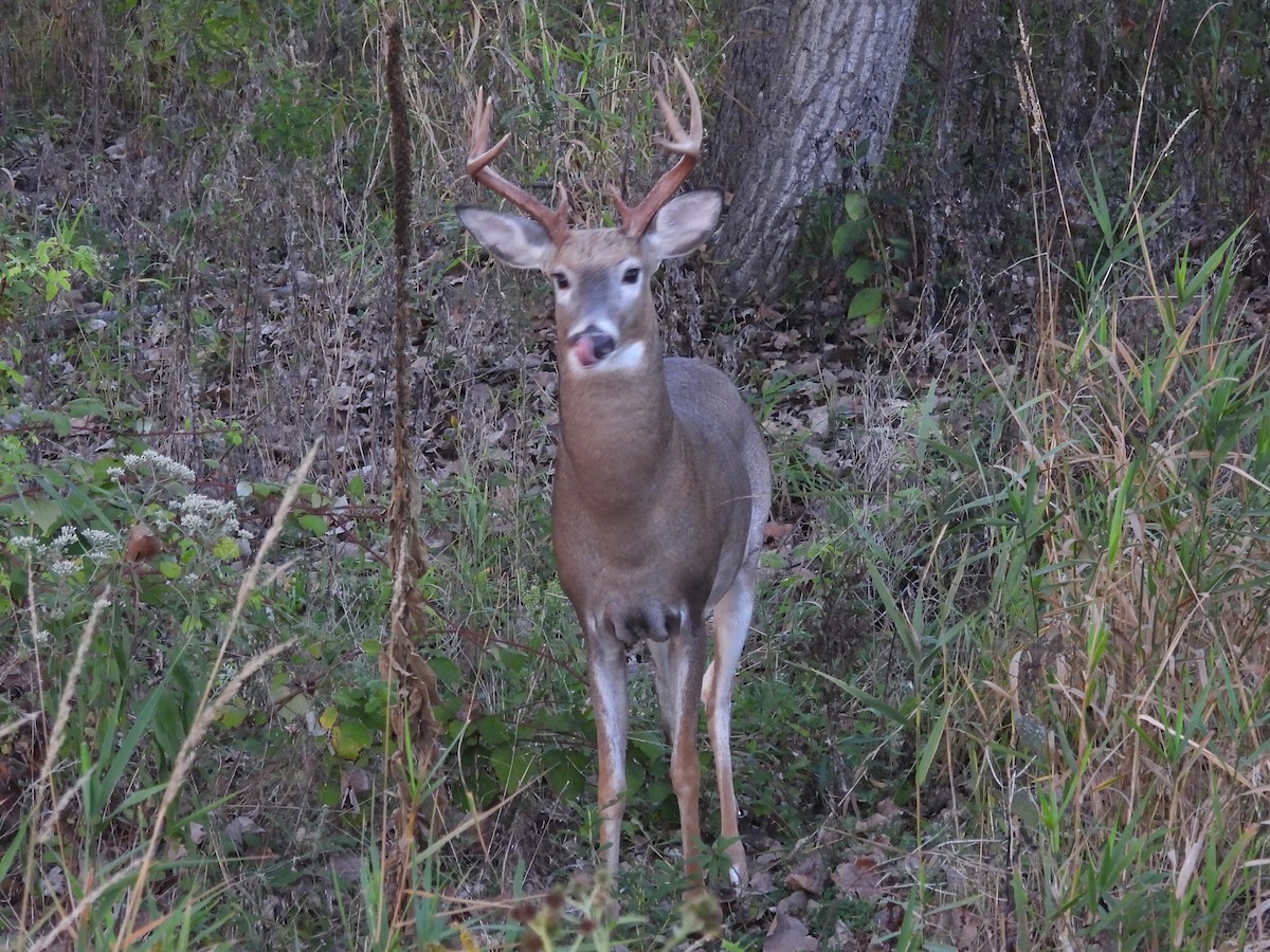 White-tailed Deer - ML645922485