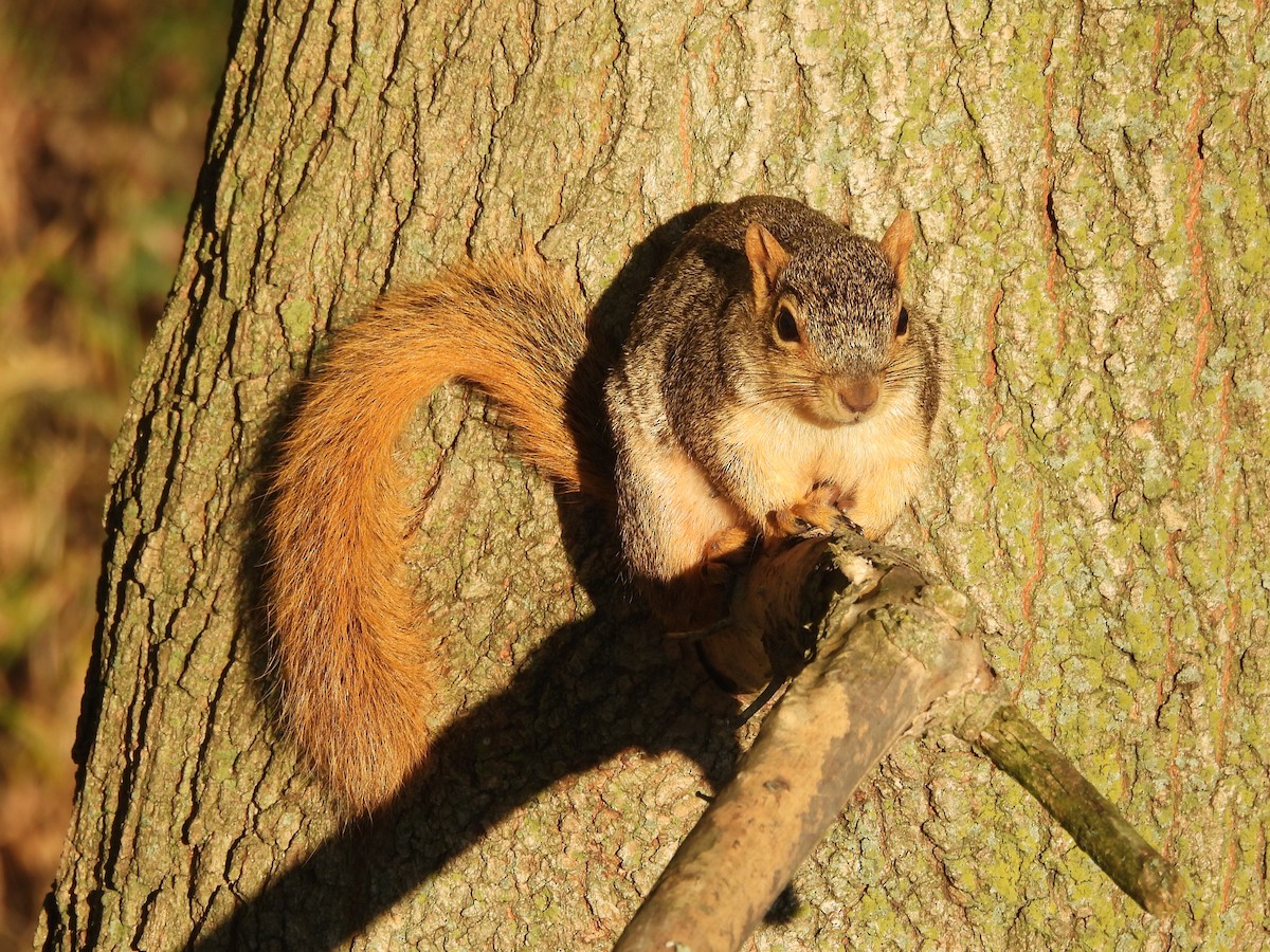 Eastern Gray Squirrel - ML645922486