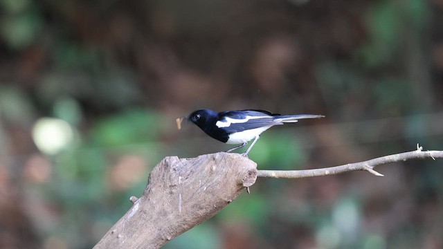 Oriental Magpie-Robin - ML645922490
