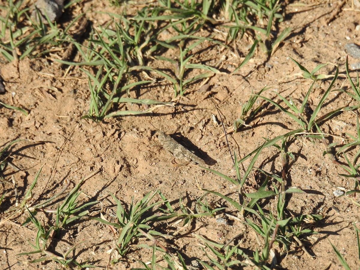 Pallid-winged Grasshopper - ML645922500