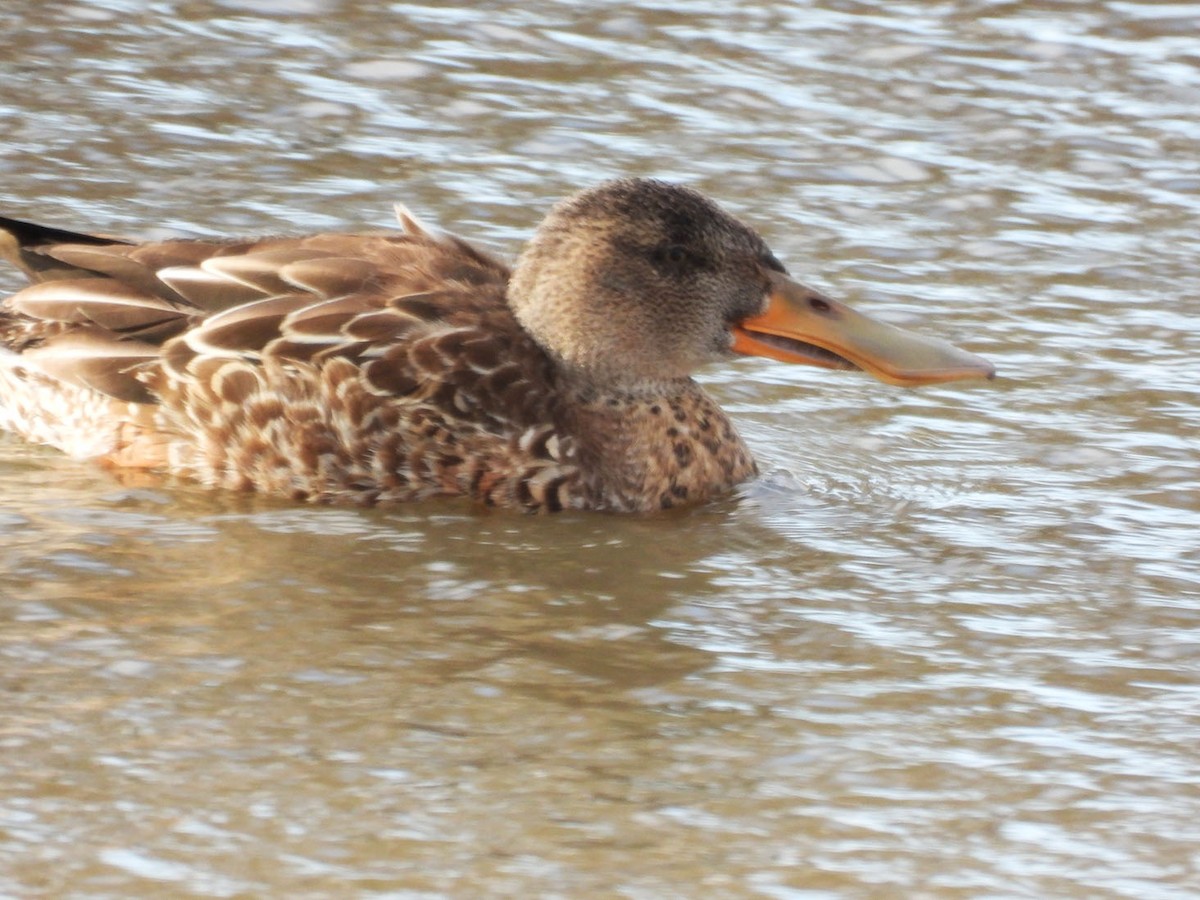 Mestolone - ML645922501