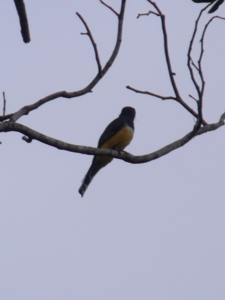 trogon podvazkový - ML645922503