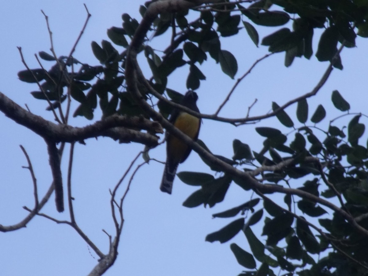 trogon podvazkový - ML645922504