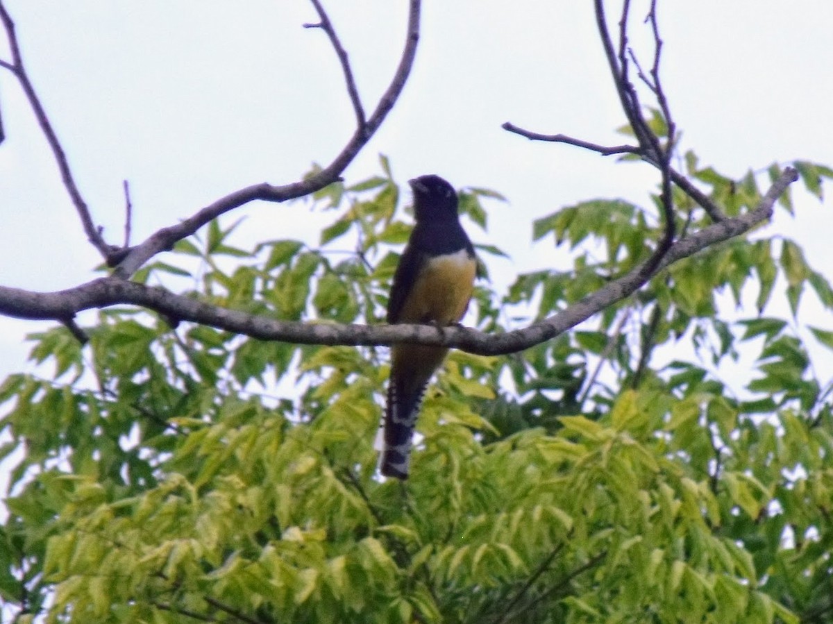 trogon podvazkový - ML645922505