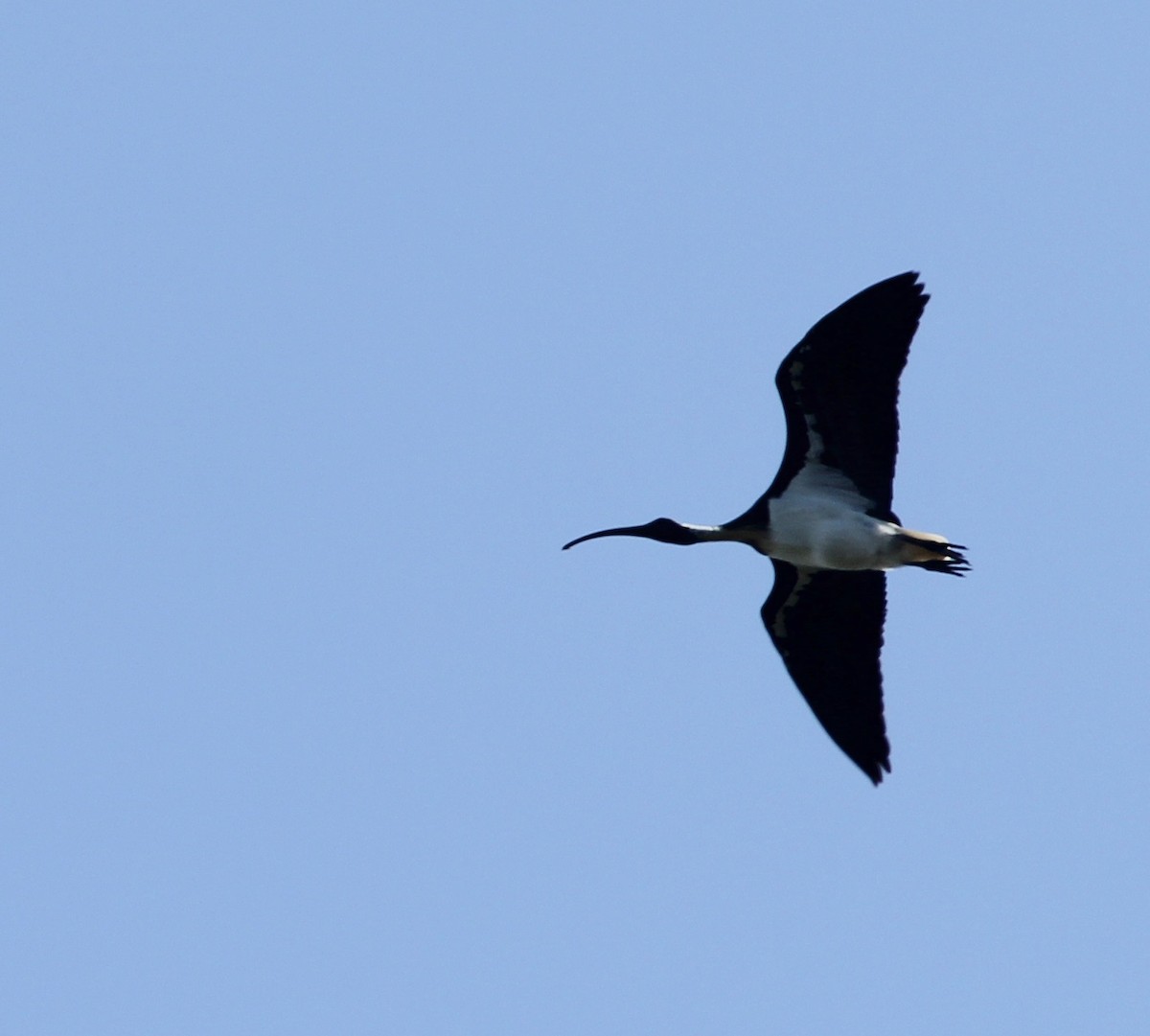 ibis australský - ML645922506