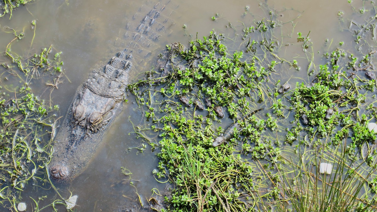 Animals - ML645922507