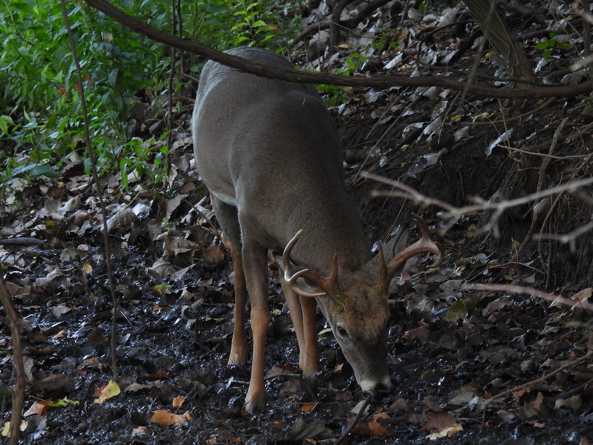 White-tailed Deer - ML645922516