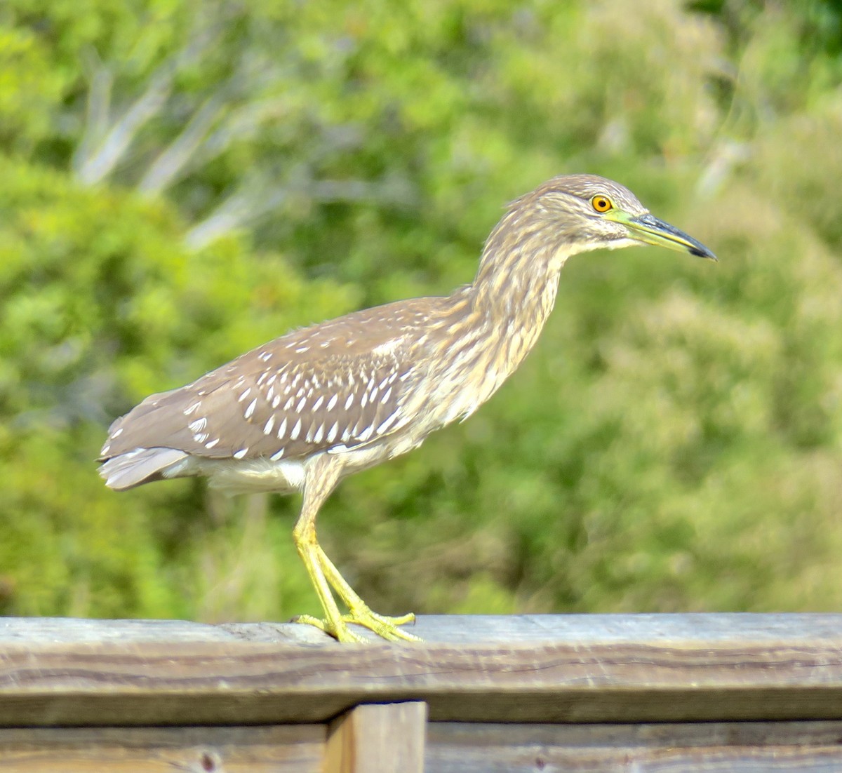 Квак звичайний - ML645922518