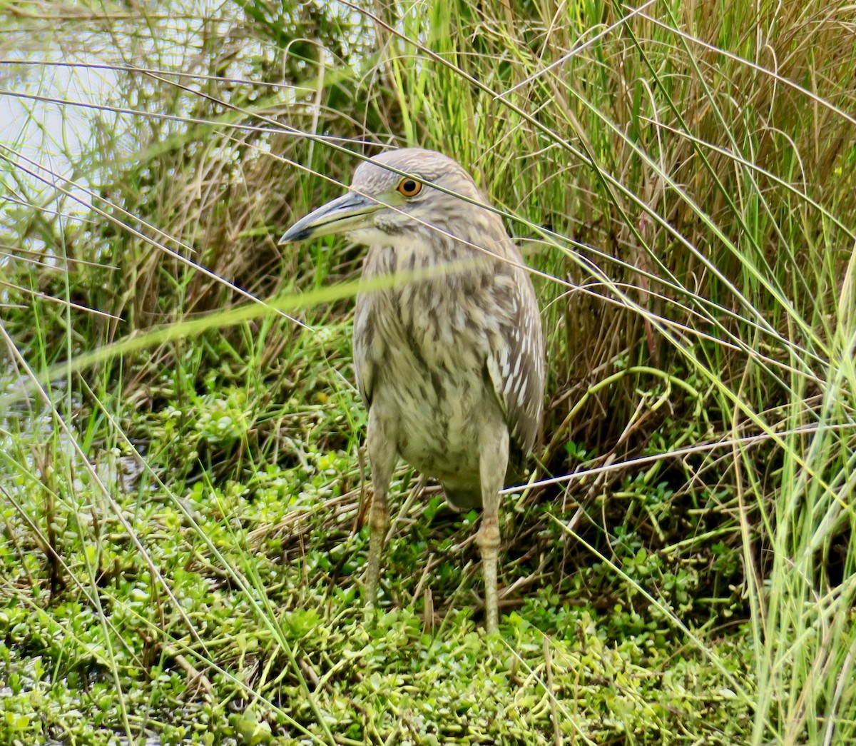 Квак звичайний - ML645922519