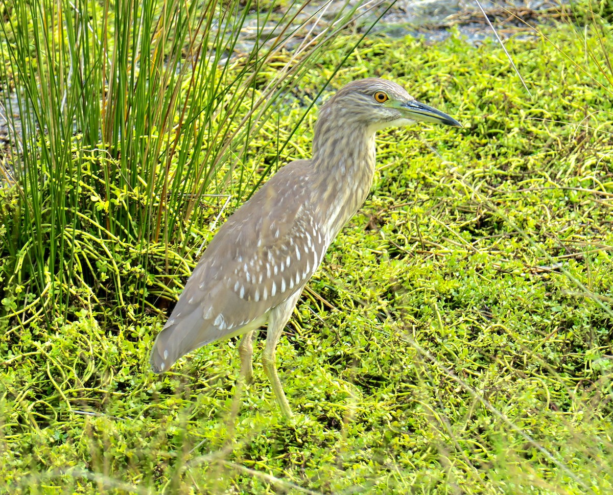 Квак звичайний - ML645922520