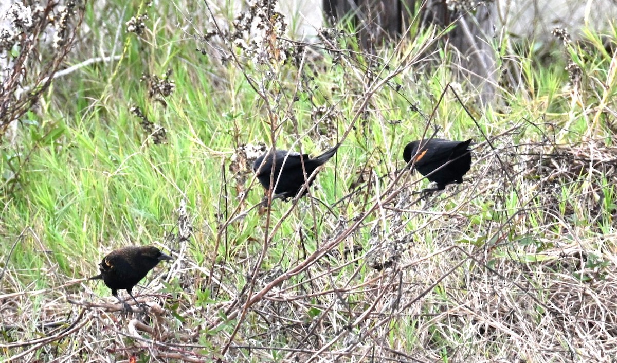 Red-winged Blackbird - ML645922521