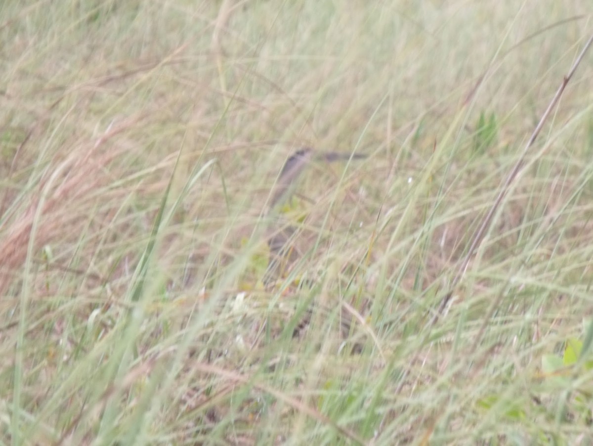 bukač středoamerický - ML645922522