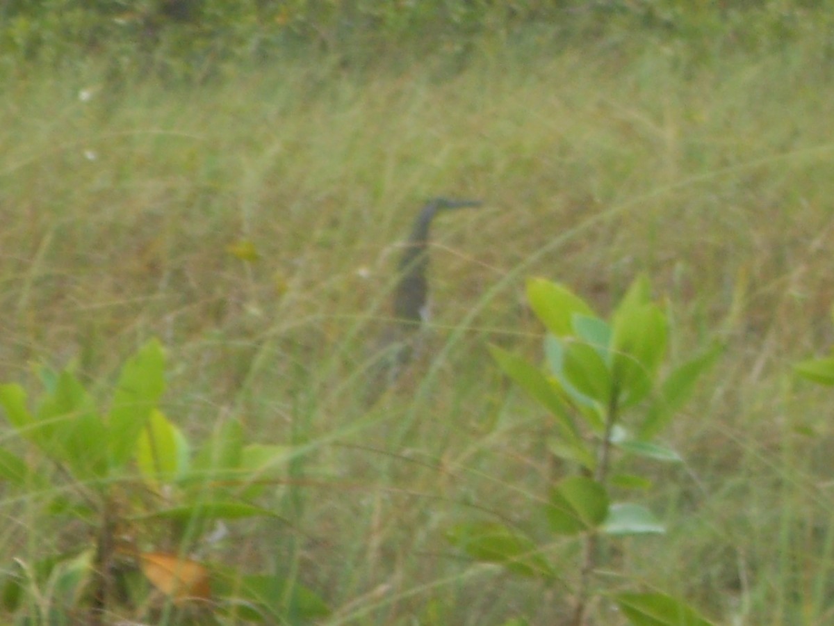 bukač středoamerický - ML645922523