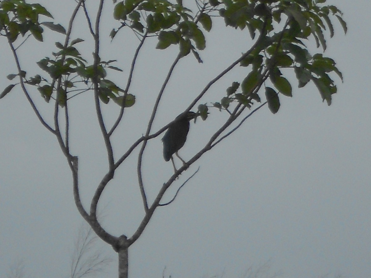 volavka zelenavá - ML645922525