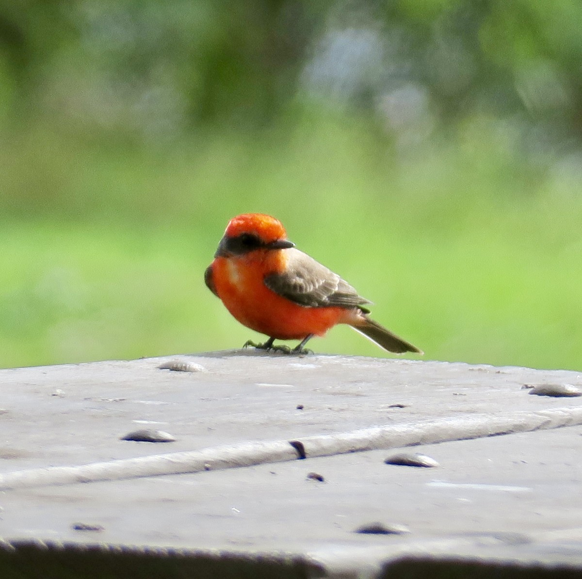 Москверо вогнистий - ML645922526