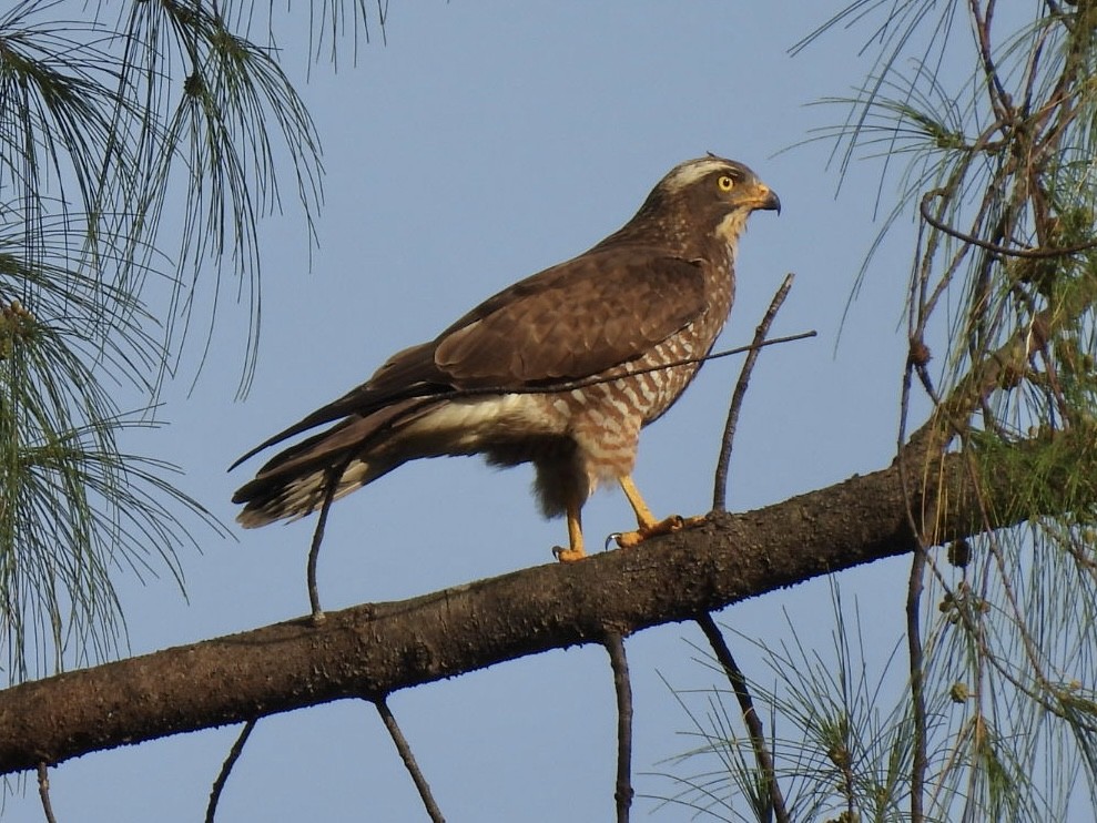 Gray-faced Buzzard - ML645922527