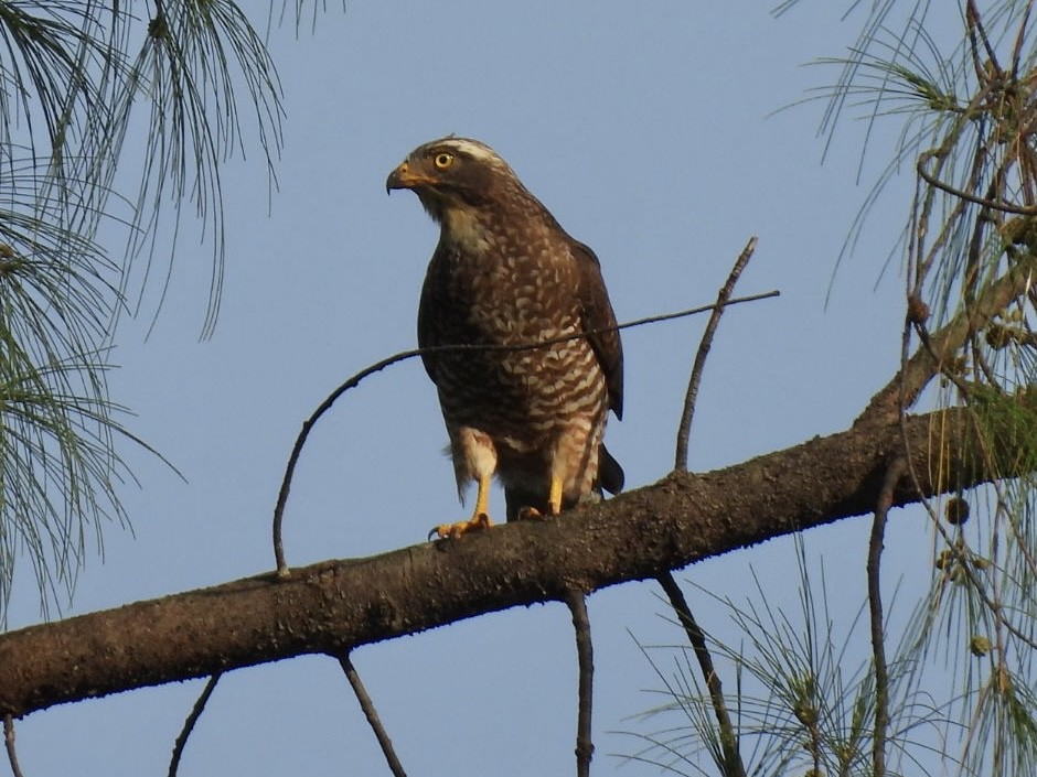 Gray-faced Buzzard - ML645922528