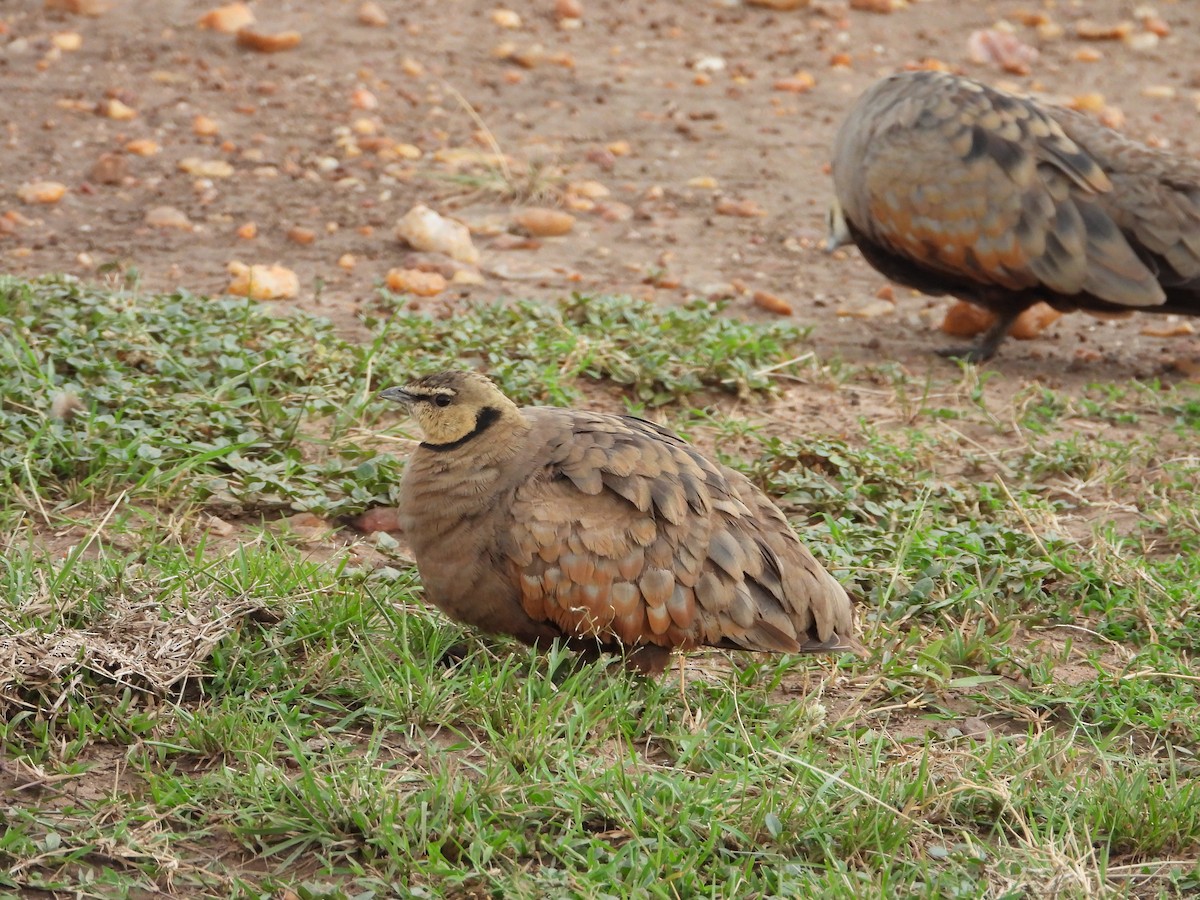 Желтогорлый рябок - ML645922532