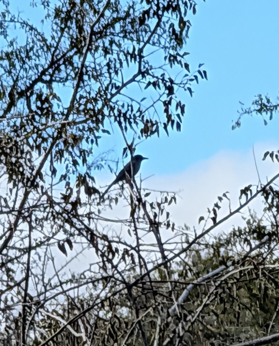 ウッドハウスカケス - ML645922543