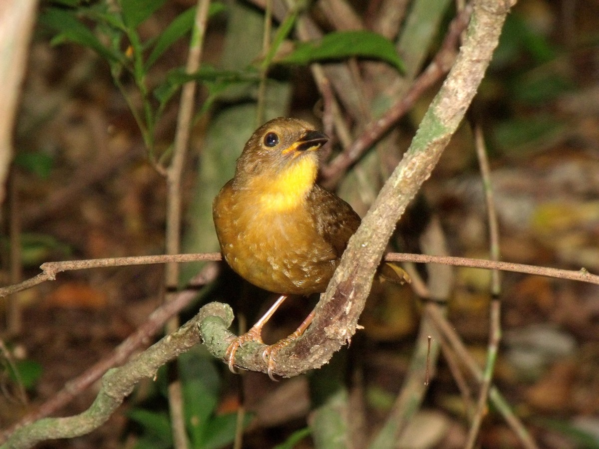 Red-throated Ant-Tanager - ML645922544