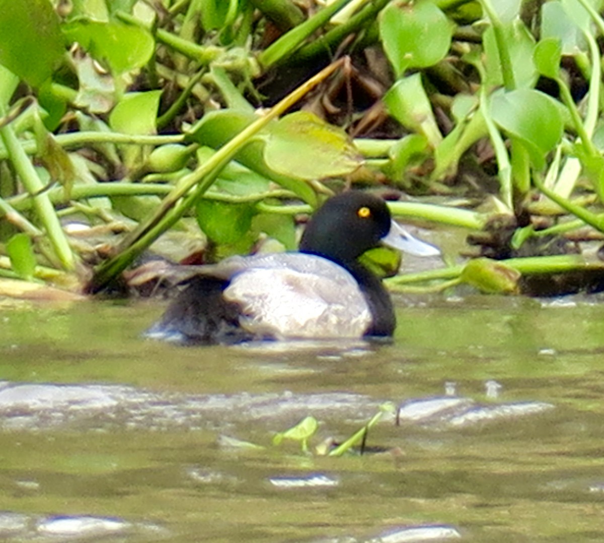 スズガモ - ML645922548