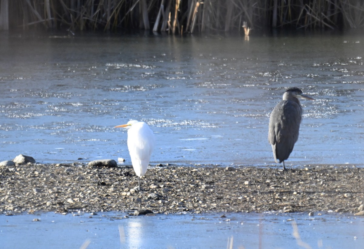 Great Egret - ML645922557