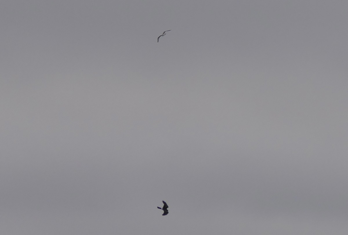 Northern Harrier - ML645922565