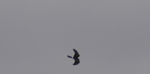 Northern Harrier - ML645922566