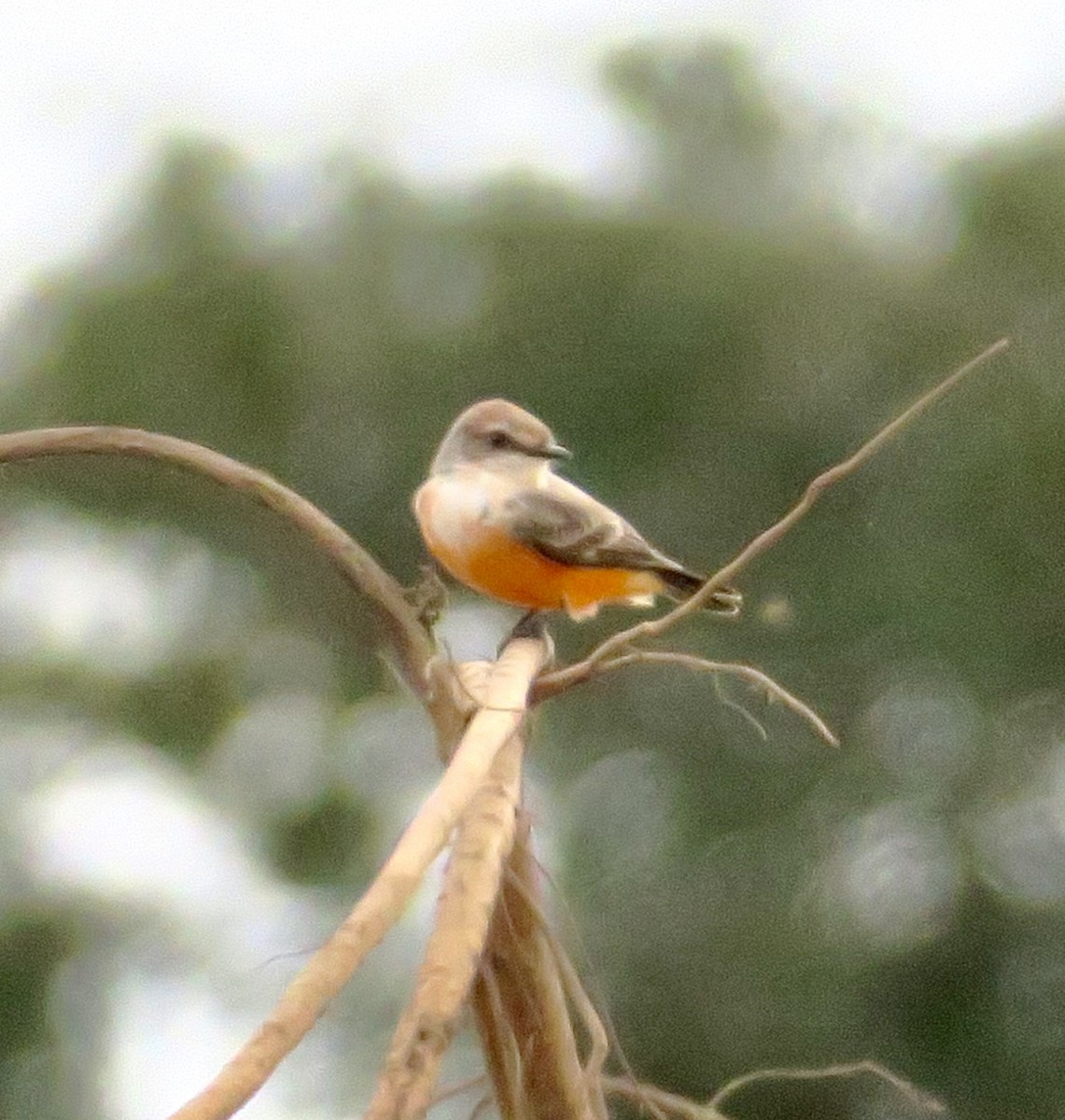 Vermilion Flycatcher - ML645922567