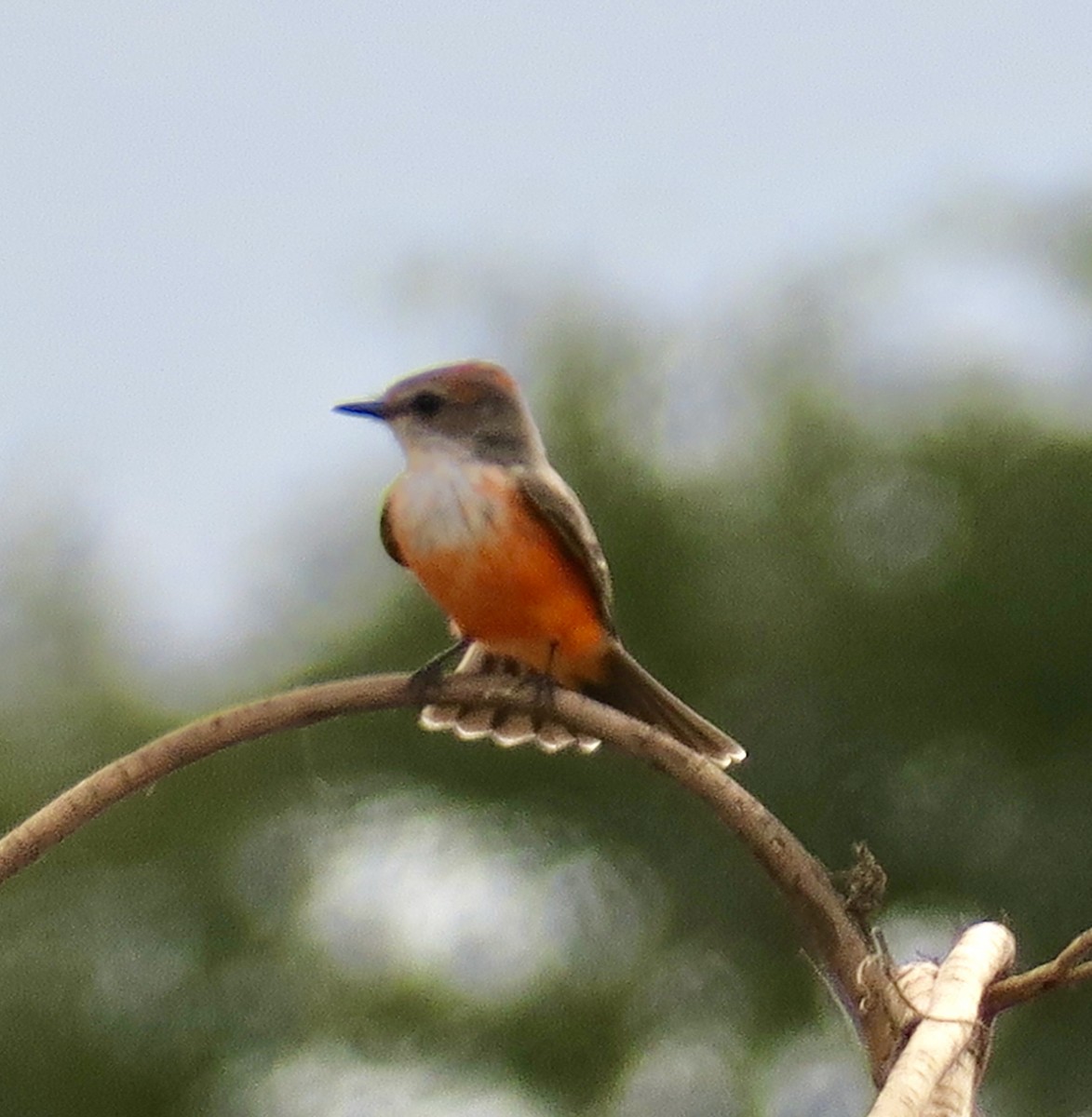 Vermilion Flycatcher - ML645922568