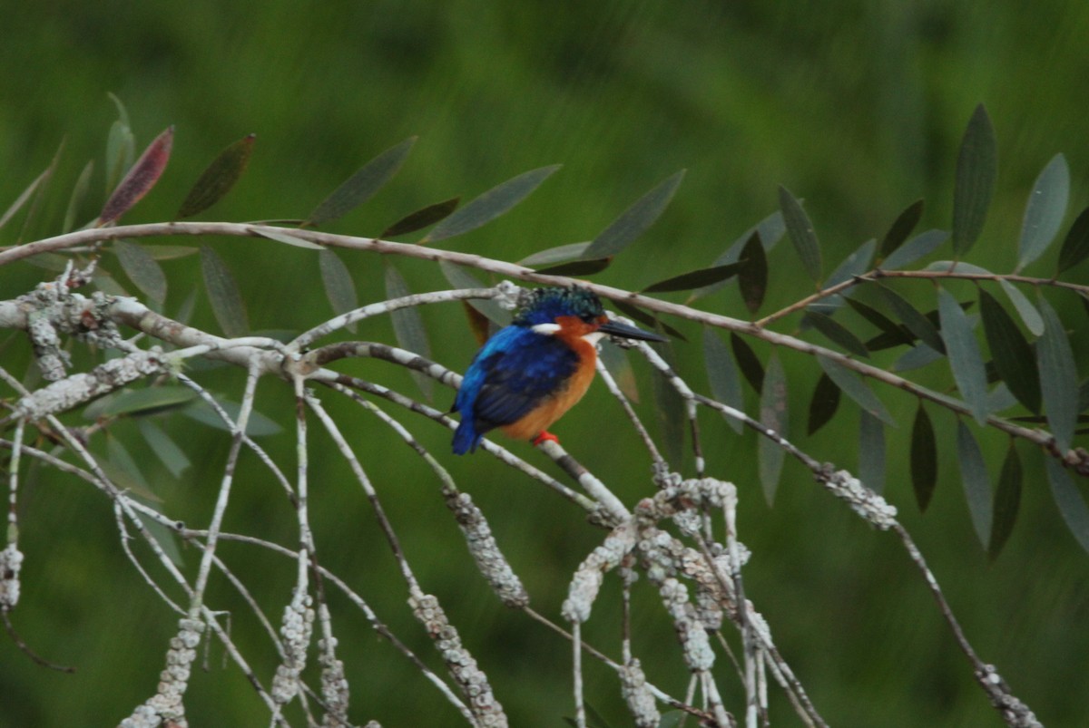 Malagasy Kingfisher - ML645922579