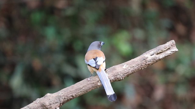 Rufous Treepie - ML645922580