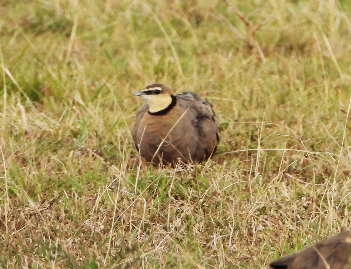 Желтогорлый рябок - ML645922584