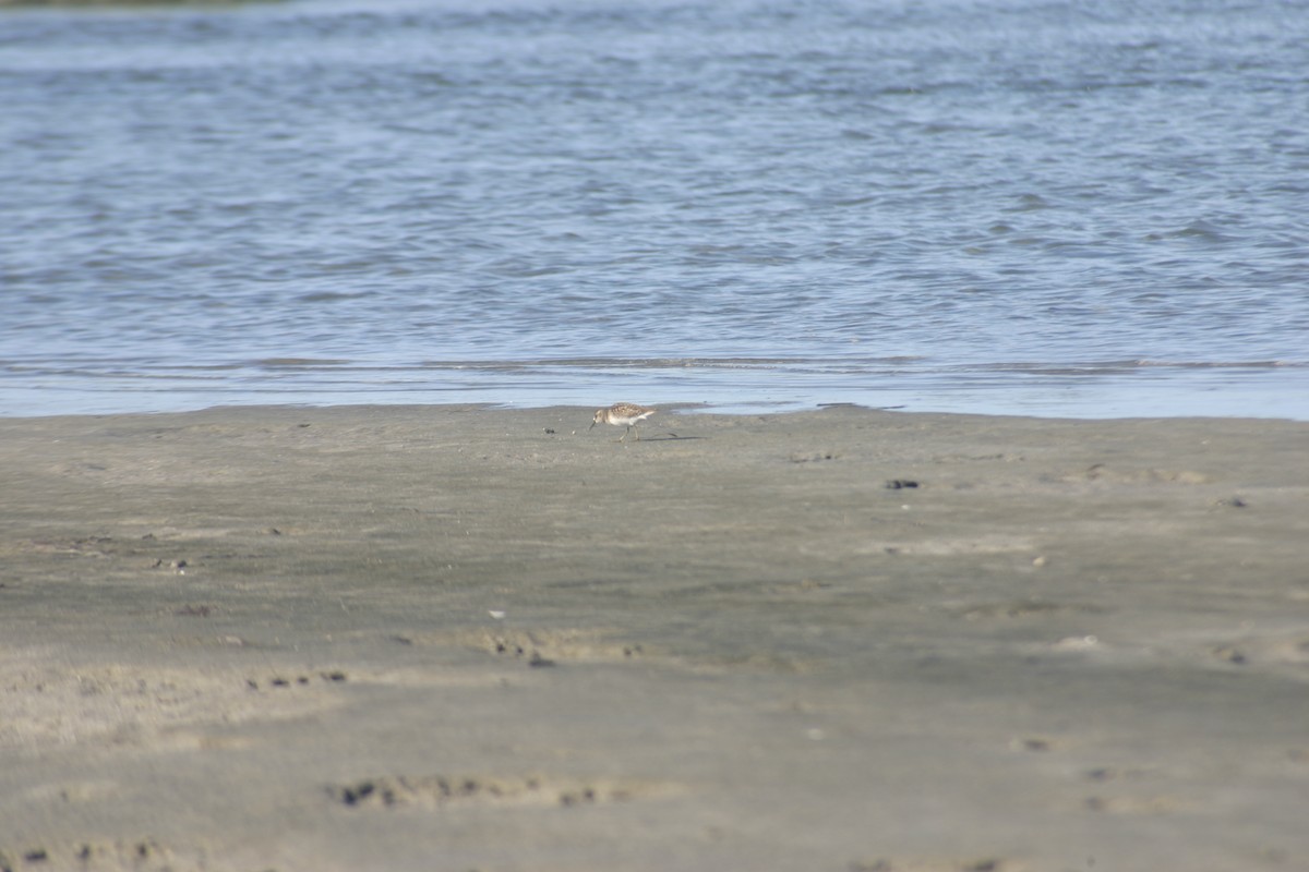 Least Sandpiper - ML645922593