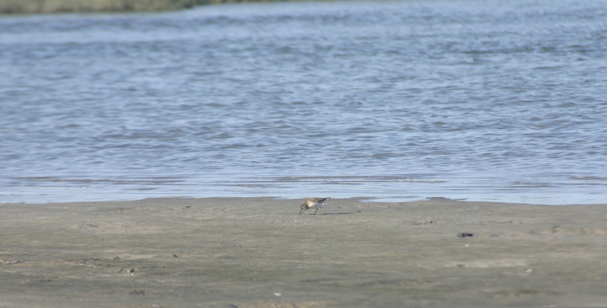 Least Sandpiper - ML645922594