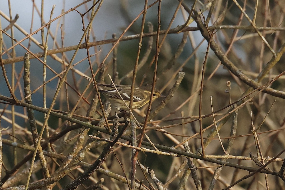 Reinita Gorjinaranja - ML645922596