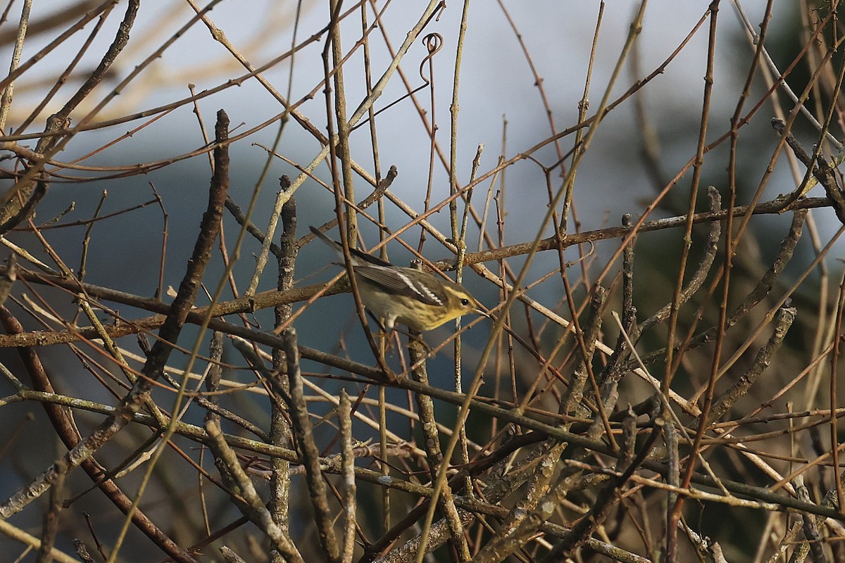 Reinita Gorjinaranja - ML645922597