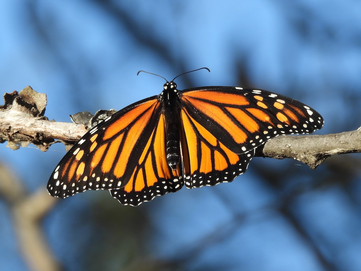Monarch - ML645922602