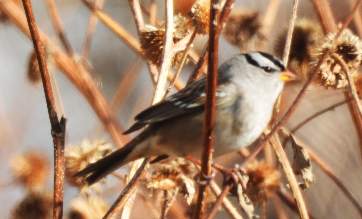 Белобровая овсянка - ML645922603